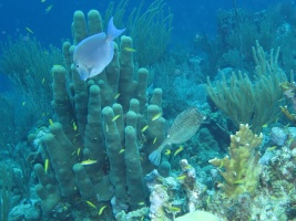 12 Blue Tang, Honeycomb Cowfish on the  Reef IMG 3679